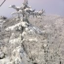 31일-1일 무주사진^^ 시즌방&눈꽃 이미지