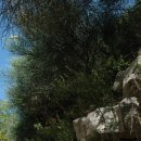 로뎀나무 이미지