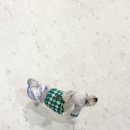 월스트리트 애견유치원 이미지