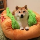 핫한핫도그 이미지