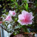 기리시마 이미지