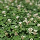 네잎클로버 이미지