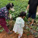 [시흥] 서울근교 시흥 아이랑 가기좋은 다정한 금이네 농장 (10월 고구마체험)