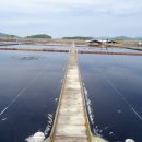 태평태양광발전소 이미지