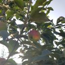 사과랑 고추랑 이미지