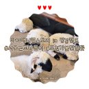 평강농장 | [마이애니멀스토리 in 평강랜드] 아이들과 다녀오기 좋은 서울 근교 나들이 후기