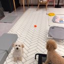 도그레스트