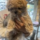 스마트동물병원 강동암사점 이미지