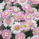데이지(daisy) 이미지