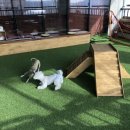 케어독 하우스 이미지