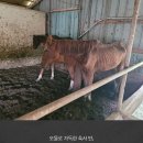 공주목장 이미지