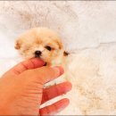 야옹아 멍멍해봐 강아지고양이 평택점 이미지