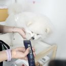 즐거운애견미용실 | 미용 둔감화 아이들 일상 남양주 오남 진접 애견유치원 미용둔감화 수업으로 스트레스 없이 적응하는 하루~