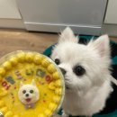 멍냥프라이 이미지