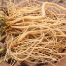 관절에 좋은 음식 우슬 효능 부작용 우슬뿌리 우슬즙 이미지