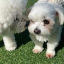 멍테소리 이미지