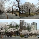 대전에서 이쁜 벚꽃 볼 수 있는 명소 이미지