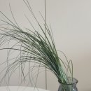 양정시장 | 양정꽃시장 버터플라이 라넌큘러스 6,000원