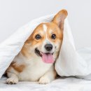 온누리동물약국 이미지