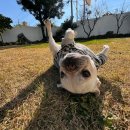 댕댕놀이터 아라점 이미지