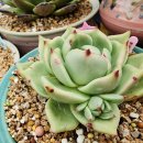 쁘띠꼬숑 이미지