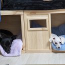 단양엘림펜션 | 늦여름 버킷리스트 🌿 강아지 깡이·모모랑 계곡 여행가기