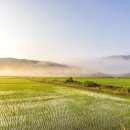 델리캣