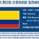 릴라이어블 이미지