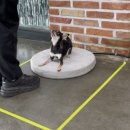 해피독 트레이닝스쿨 이미지