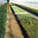 솔향기하우스 이미지