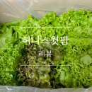괜찮은 야채 팜
