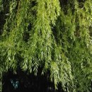 낙지마당 이미지