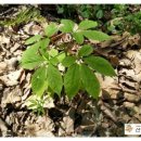 이삼농장 이미지