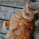 보듬동물병원 이미지