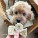 코애니 | 강아지간식 건강에 좋은 수제간식 코애니 닭가슴살칩