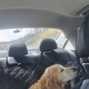 더나은동물병원 | 양산더나은동물병원에 다녀왔어요