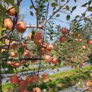 천지농장2 이미지