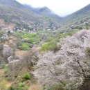 산골편의점 | 금산 보곡산골 산벚꽃 축제ㅣ조용한 벚꽃 명소, 기간 위치 주차 꿀팁