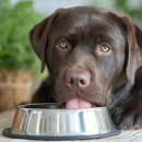 서산동물병원 이미지