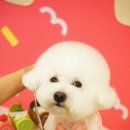 귀욤하개 이미지