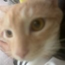 청솔동물병원 | 알로 중성화한 날!!