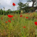 항몽유적지 이미지