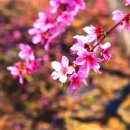 반곡저수지 이미지