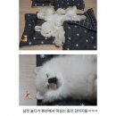 댕댕이 유치원 이미지
