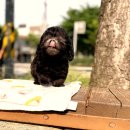제주 강아지분양 애견샵 요미독 제주점 | 불광동강아지분양 성공 경험 완벽 요약 후기