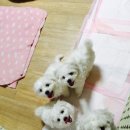 망고쿠로 이미지