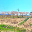 용천리 곡강천 이미지