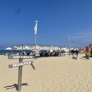 서피비치(surfyy beach)