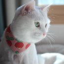 삐삐그루밍 이미지