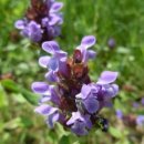 조개나물(근골초筋骨草)의 효능 이미지